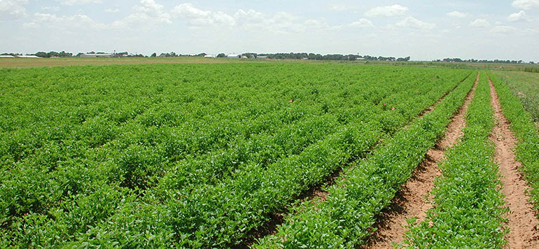 agriculture