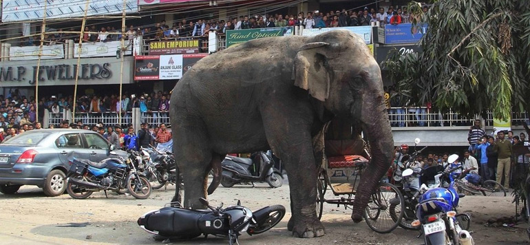 personne tuee chaque jour par un elephant ou un tigre