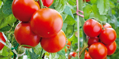 Agroalimentaire 2015 09 22