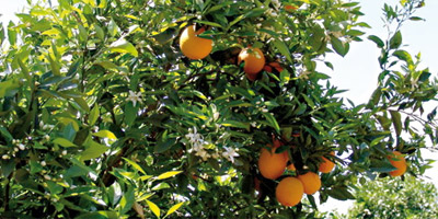 Agrumes Maroc 2011 12 09