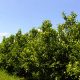 Agrumiculture 2015 04 22