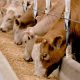 Aliment pour vaches Maroc 2012 05 25