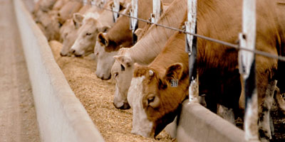Aliment pour vaches Maroc 2012 05 25