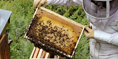 Apiculture Maroc 2013 02 13