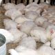 Aviclture Poulets 2011 07 19