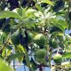 Avocat Maroc Plantations 2011 04 11