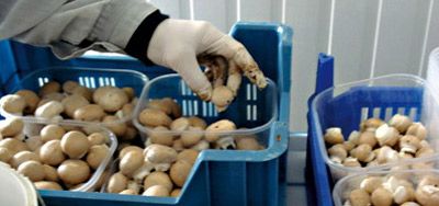 Belge BIO Meknes 2011 09 12