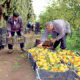 Campagne agricole 2015 10 26