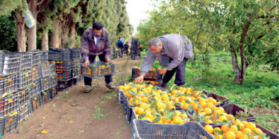 Campagne agricole 2015 10 26