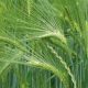 Cereales Maroc Plan Vert 2011 03 29