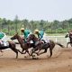 Course de chevaux sur golf 2011 07 04