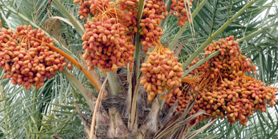Dattes Morocco 2013 10 23