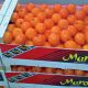 Fruits Maroc Legumes 2013 05 17