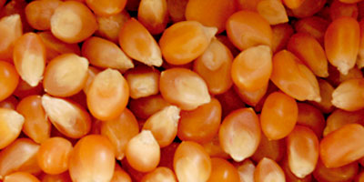Grains mais maroc 2012 10 01