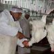 Halal Export MAROC 2012 05 21