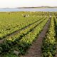 Maroc Fruits Rouges 2014 05 09