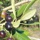 Maroc Olives 2013 09 18
