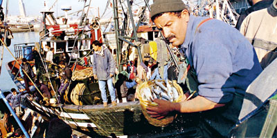 Maroc Poisson Sardine 2012 12 31