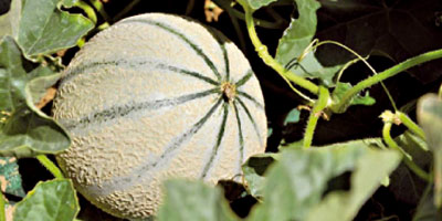 Melon Maroc 2014 05 16
