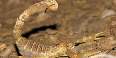 Morsures de serpents et piqures de scorpions 2015 08 13