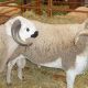Mouton maroc elevage 2014 09 26