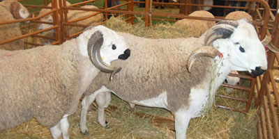 Mouton maroc elevage 2014 09 26