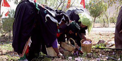 OUARZAZATE Safran 2012 07 04