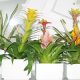 PLANTES 2011 10 27