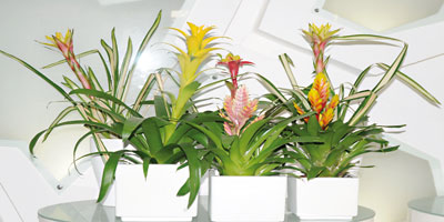 PLANTES 2011 10 27