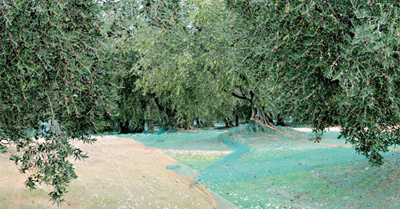 Plan Maroc Vert 2011 06 29