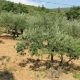 Plan Maroc Vert Olives 2011 03 29
