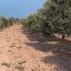Plan Maroc Vert olivier 2015 10 13