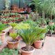Plante decoration Maroc 2012 06 25