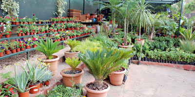 Plante decoration Maroc 2012 06 25