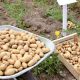 Pomme de terre Maroc 2012 02 29