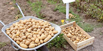 Pomme de terre Maroc 2012 02 29