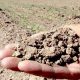 Secheresse Agriculture Maro 2012 03 30