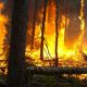 Un incendie de foret 2015 06 29
