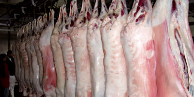 Viande abattage Maroc 2012 11 27