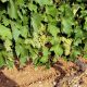 Viticulture raisin 2012 09 14