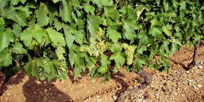 Viticulture raisin 2012 09 14