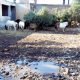 Zoo Ain Sebaa CASABLANCA 2013 03 13