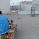 abattoirs de volailles