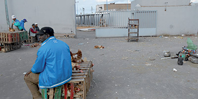 abattoirs de volailles