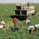 agriculteurs maroc 2015 04 07