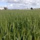 agriculture Maroc 2013 2013 05 03
