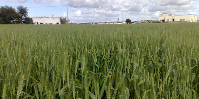 agriculture Maroc 2013 2013 05 03