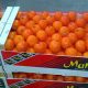 agrume maroc 2014 10 31