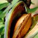 amandes Maroc 2013 12 20
