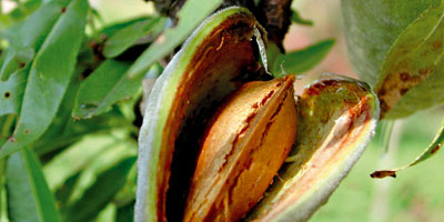 amandes Maroc 2013 12 20